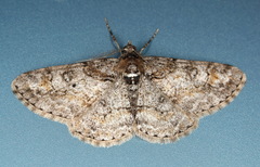 Cleora cinctaria