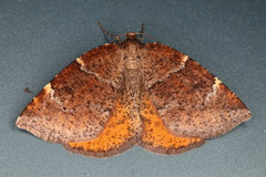 Epirranthis diversata