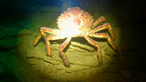 West Indian spider crab