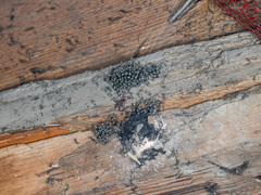 Araneus tartaricus