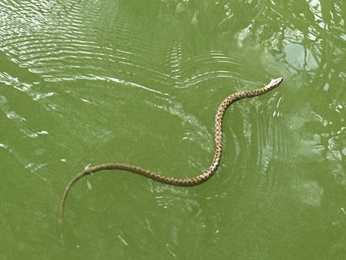 Tessellated Water Snake