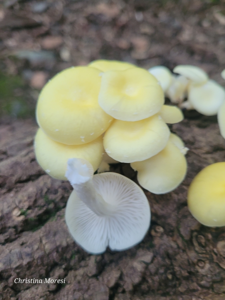 Golden Oyster Mushroom · August 2026 · photo: Photo: (c) Christina Moresi, some rights reserved (CC BY) · iNaturalist