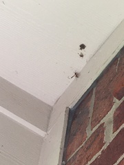 Hymenoptera