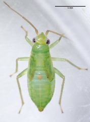 Orthotylus