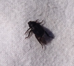 Hoplia