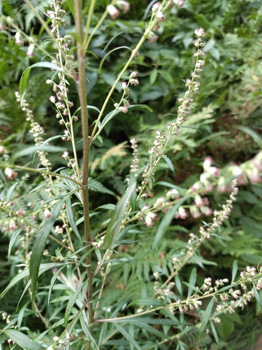 common mugwort