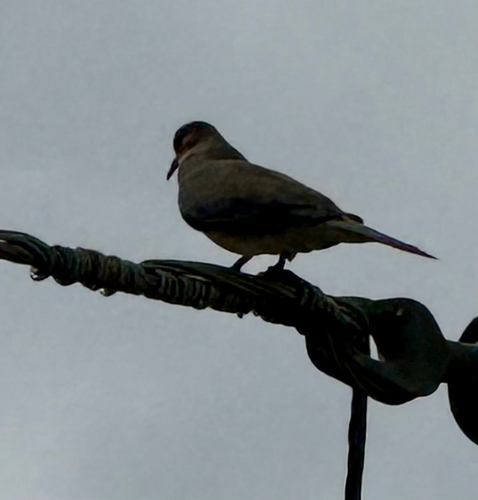 Laughing Dove