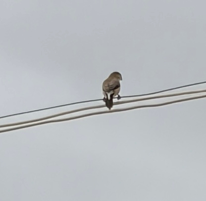 Indian Silverbill