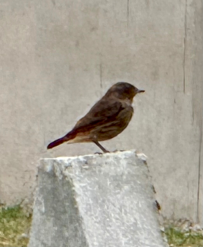 Black Redstart