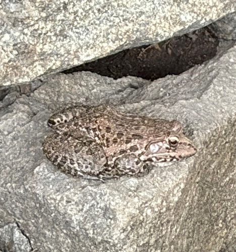 Indus Valley Bullfrog