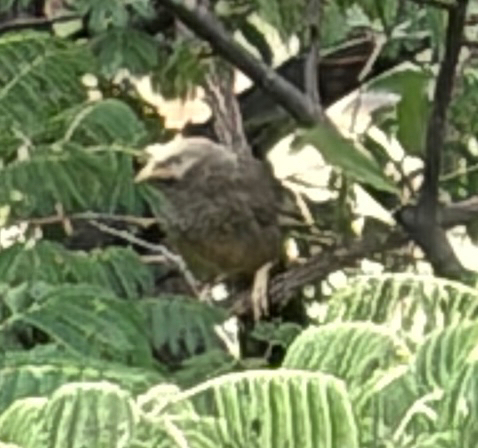 Yellow-billed Babbler