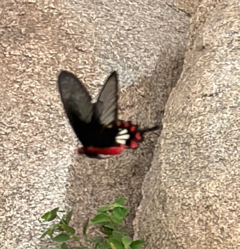 Common Rose Swallowtail