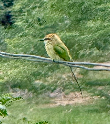 Asian Green Bee-eater