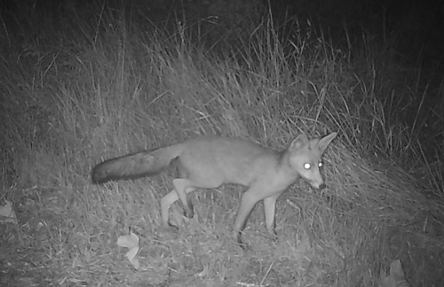 Red Fox