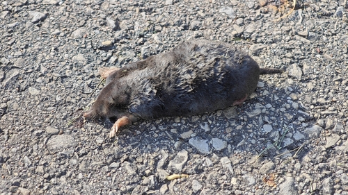 European Mole