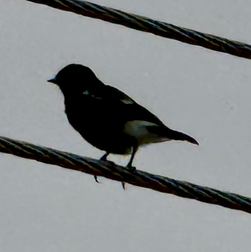 Pied Bushchat
