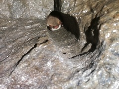Myotis crypticus
