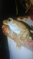 Osteopilus dominicensis