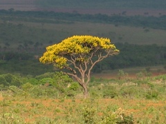 Vochysiaceae