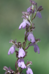 Orchis spitzelii