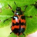 Alder Leaf Beetle - Photo (c) Lori A Owenby, some rights reserved (CC BY-NC), uploaded by Lori A Owenby