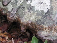 Constrictotermes rupestris