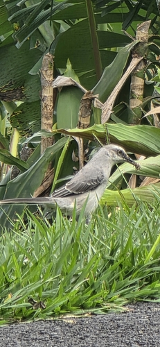 Tropical Mockingbird