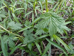 Humulus lupulus