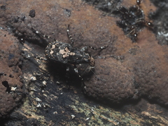 Sphinctotropis paviei