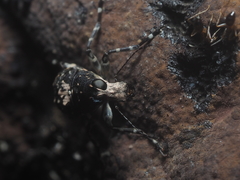 Sphinctotropis paviei