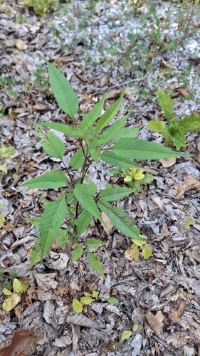 Devil's Beggarticks