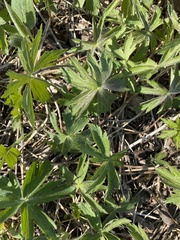 Hydrophyllum virginianum