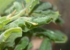 Andricus pedicellatus