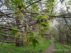 Acer negundo