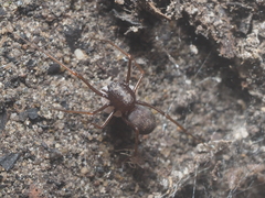 Scytodes fusca