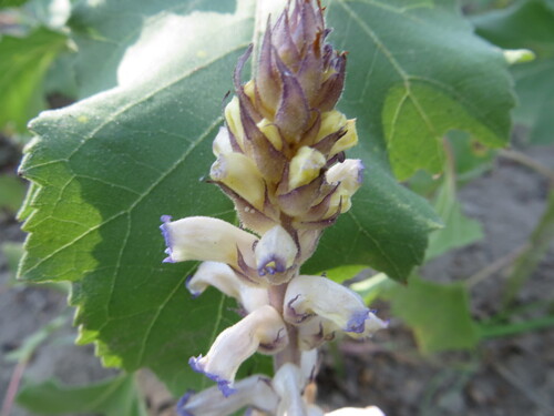 Orobanche cumana, photograph 2
