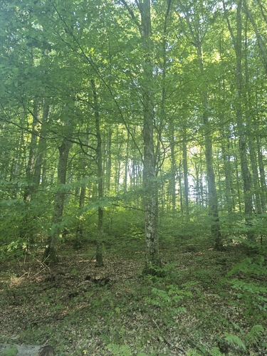 European Hornbeam