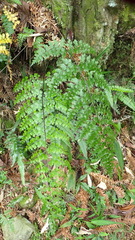 Asplenium neolaserpitiifolium
