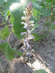 Orobanche cumana