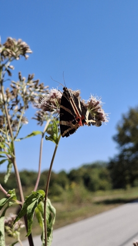 Jersey Tiger