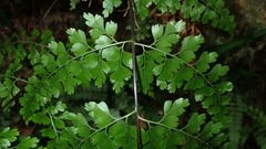 Asplenium neolaserpitiifolium