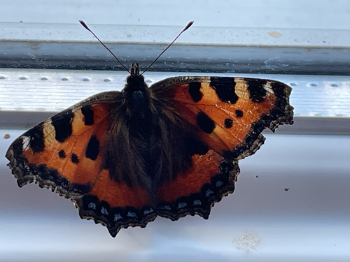 Small Tortoiseshell