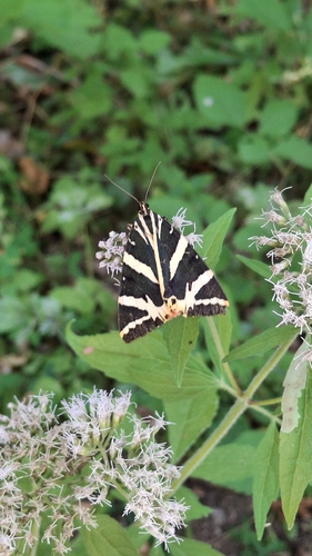 Jersey Tiger