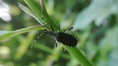 Dicranocephalus agilis