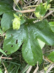 Humulus americanus, photograph author not stated, no rights reserved