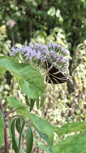 Jersey Tiger