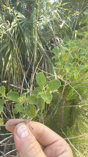 Lantana involucrata, photograph 2