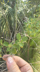 Lantana involucrata, photograph (c) harrii, some rights reserved (CC BY)