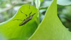 Dicranocephalus agilis