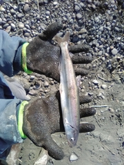 Thaleichthys pacificus